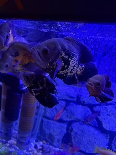 Аквариум - 2 м ( 7,000 Манат Цена