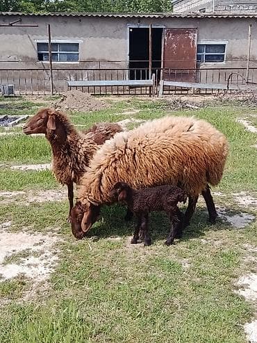 ana bala keci: Qurbanlıq qoç ana bala qoyun maştağada — 6