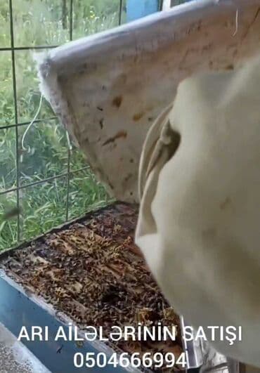 доска объявлений пчелы: Satılır sağlam arı ailəsi. Karnika sortudur. Anaları yenidir — 4