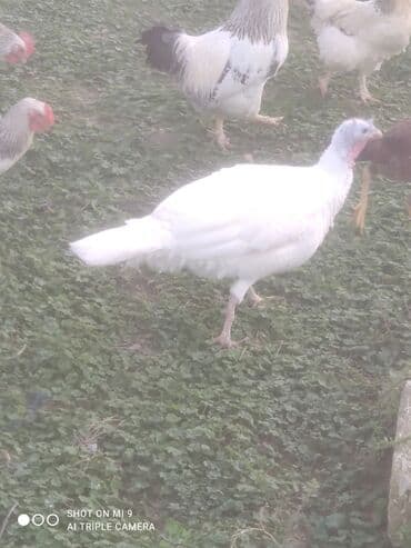 Гуси: Hinduşka tam sağlam erkək dişi var — 4