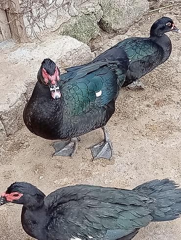 Keçilər, çəpişlər: 6 Krasnadar Öküz Ürəyi Xoruz Tam Original. 3Kilo 600 - 4Kiloyacan — 2