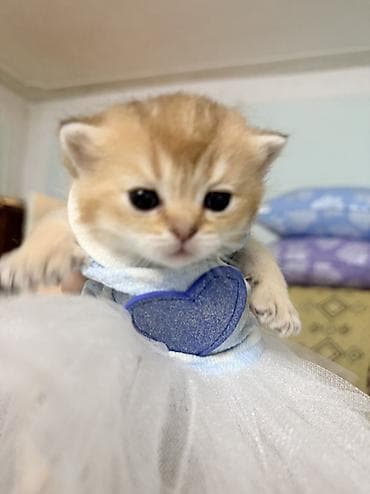 heyvan inek: Şinşilla — 4