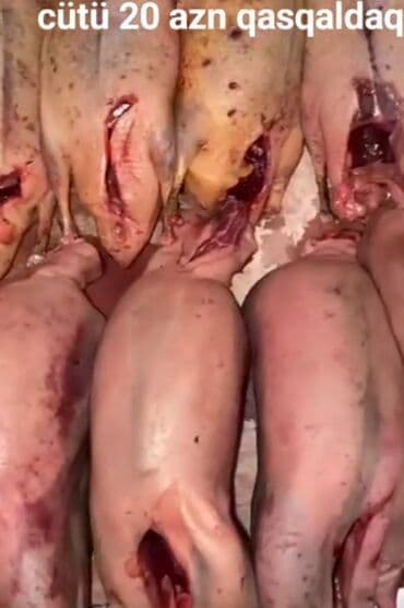 Yarmalar və paxlalar: Məhsul: geref qajqaldax Təsvir: - Təzə vurulm tükləri və içalatı — 1