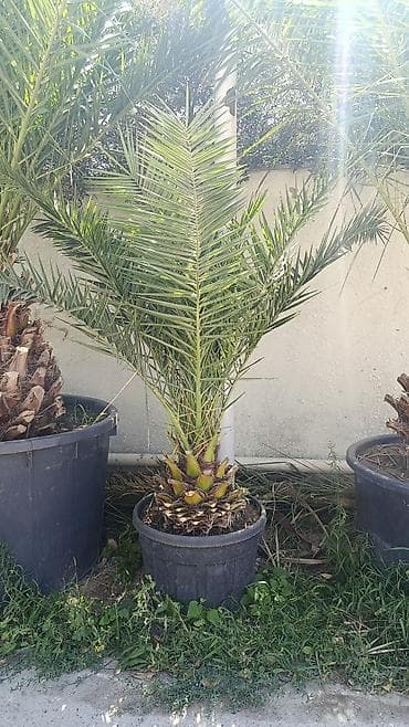 Xurma xurması (Phoenix dactylifera) – iri qara plastik dibçəkdə -