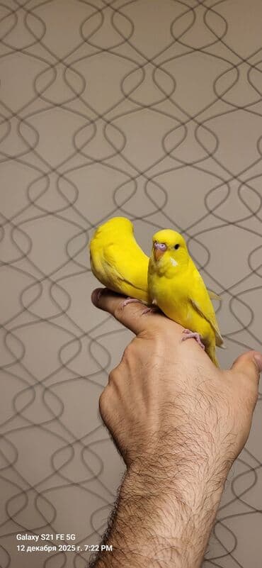 bengal pişiyi qiymeti: Tam sarıdırlar, bir ay yarımlıqdırlar. Ələ öyrəşdirmişəm. Ataları — 7