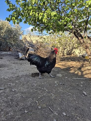 xoruz adlari: Xoruz, il: 1, Ödənişli çatdırılma — 1