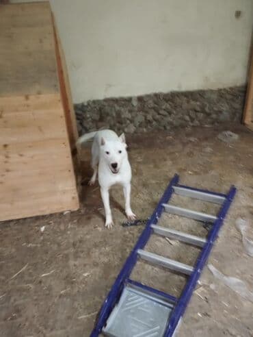 pit bull: Питбуль, 1 год, Самка, С прививками, Самовывоз — 3
