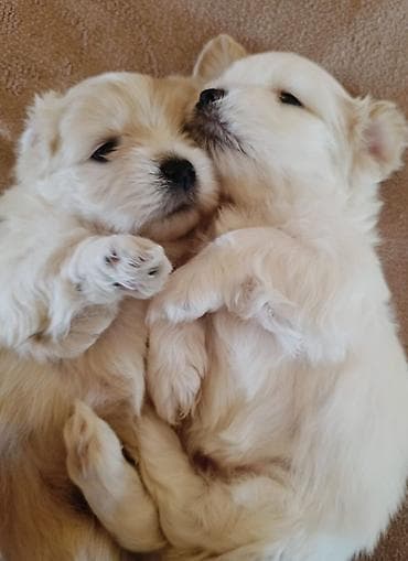 xaski gence: 1 ay — 4