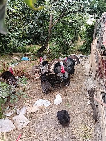 quslar: Məhsul: Qanadlı heyvanlar (hinduşka və toyuq) Təsvir: - Həyətdə — 2