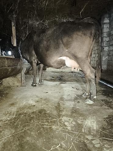 cins qoyunlar satilir: 4 gune bala verecey — 2