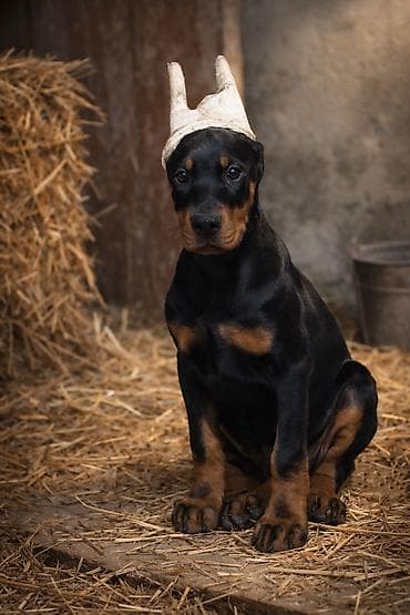 Pişiklər: Doberman, 2 ay, Dişi, Sənədli — 3