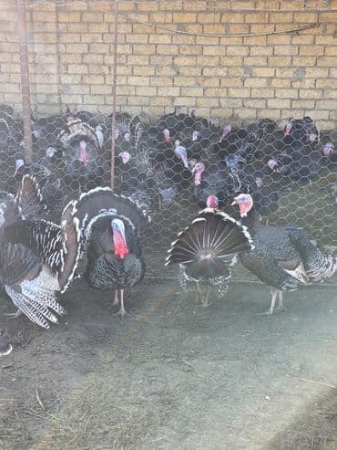 Gəmiricilər: Erkək, Ətlik, Ödənişli çatdırılma — 1