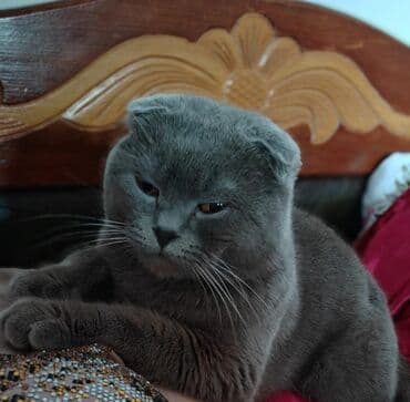 Şotland, Erkək, Cütləşmə üçün, Ünvandan götürmə