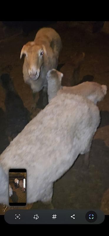 Camış: 5 dənə balalı qoyun. Sağlam qapı heyvanımdı.İşimlə əlaqədar olaraq — 8