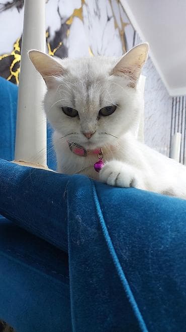 Şinşilla, Dişi, Yaxşı əllərə, Ödənişli çatdırılma