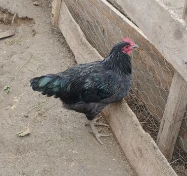 Akvariumlar: Təcili satılır: Ataks cinsi xoruzlar - Çəki: 1.8–2 kq - Say: 80 ədəd — 6