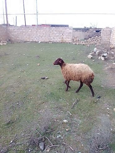 cins heyvanlar: Satılır 1 qarın doğub boğaz olub olmağını bilmirəm qoç içində olub — 3