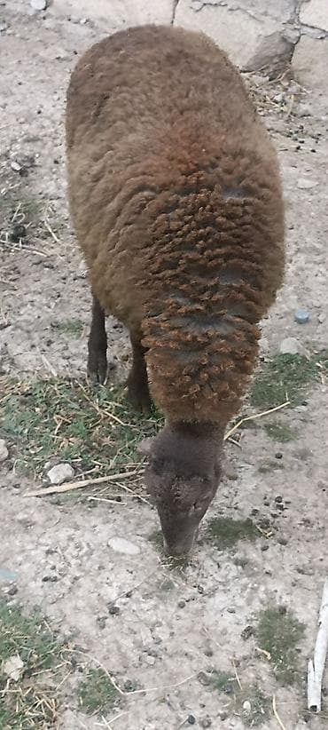 qoyun satış: Əmilik quzular qomral dişidi boz erkek super kökdülər isdəyən əlaqə — 6