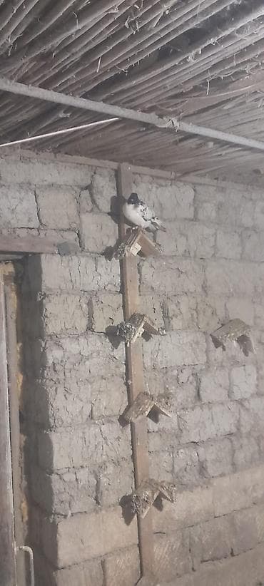 Собаки: Məhsul: 50ədedi Ev göyərçinləri (bir neçə cins və rəng) Təsvir: - — 1