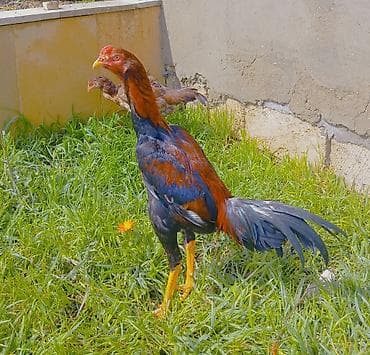 Salam. Güclü cinsi heyvan satiram. Meydanliqdir. Ətraflı məlumat üçün