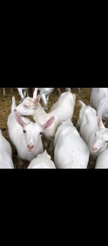 qoyun əti qiyməti: 🔥 Satılır: Safqan Saanen keçilər – yüksək süd verimi! 🔥 Təsərrüfat — 2