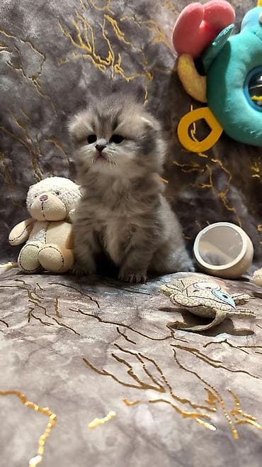 bala pişik ucuz: Şotland — 1