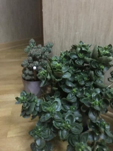 все для сада и огорода в баку: Dibçəklər satılır.Qiymətlər 10-35 arası dəyişir — 2