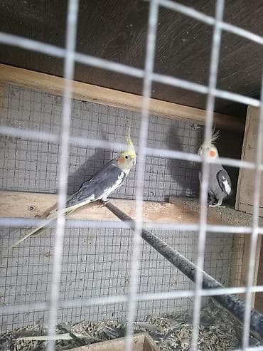 pişik erkek: Korellalar 2 ədəd ərkeydilər tam sağlam cütə hazır barter edilir dişi — 3