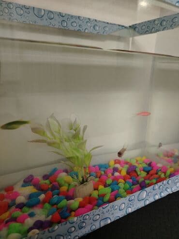 Akvaryum seti - Şəffaf şüşə akvaryum, damcı naxışlı mavi çərçivə ilə lalafo.az -da Akvaryum seti - Şəffaf şüşə akvaryum, damcı naxışlı mavi çərçivə ilə