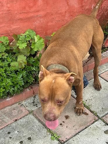 pitbul balasi qiymeti: Pitbul — 2