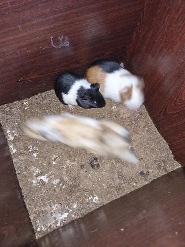 en ucuz at: Ev heyvanı – dəniz donuzu (guinea pig) - Şəkillərdə bir neçə dəniz — 1