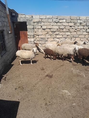 qoyun itleri: Topdan satilir 28 baw qoyun satilir otlaq gormuw heyvanlardi 10 ededi — 4