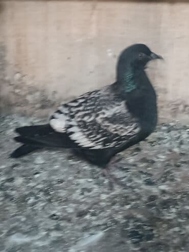 ineklerin satisi: Alman göyərçinləri satlır.Xahiş olnur cidi fikir olanlar yasın .Bir — 1