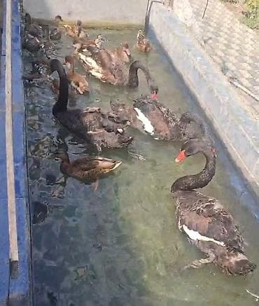 amadin qusu: Məhsul: Qara gaz hazır iki il yarımlıg erkeylerde var dişilerde — 2
