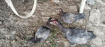 ordek satisi: Macar ördəkləri.2disi 1 erkek. cütləşirler.Yumurtaya 1hefteye — 2