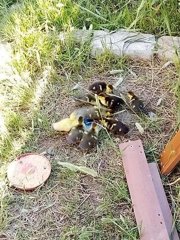 quslar: Lal ordek balası 9 ədəddir hamısı bir yerdə 90 manat çatdırılma — 9