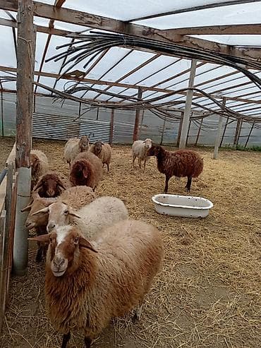 Dişi, Qala, il: 1, 50 kq, Damazlıq, Ünvandan götürmə