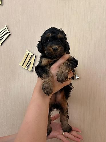 mini toy pudel: Pudel, Peyvəndli — 6