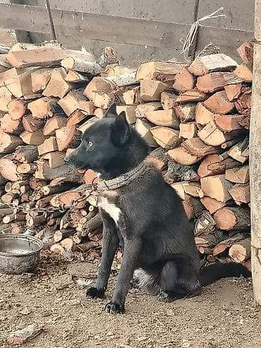 mandalina ördek: 1 il, Erkek — 3