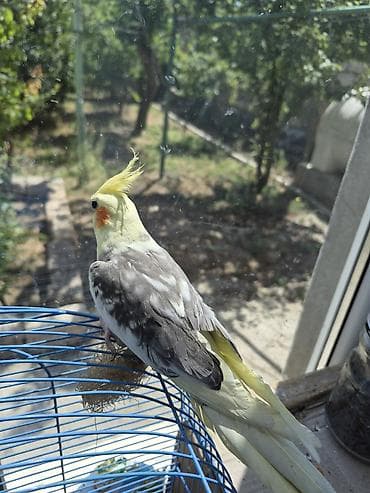 7aylıq erkək cütə hazır (cockatiel) – əl öyrəşmiş, sosial və sakit