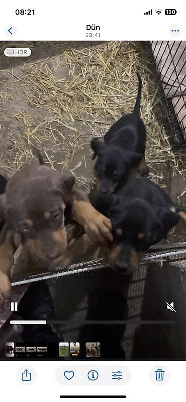 Gəmiricilər: Doberman, 2 ay, Sənədli — 1