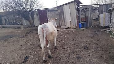 it xaltalari satisi: Bu buzağı açıq rəngli, ağ və bej çalarlarında xəzlə təchiz olunmuşdur — 2