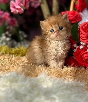 cins pisik cutlesdirme: Yaxşı əllərə — 2