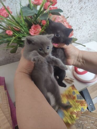 где можно купить котенка: Yaxşı əllərə — 3