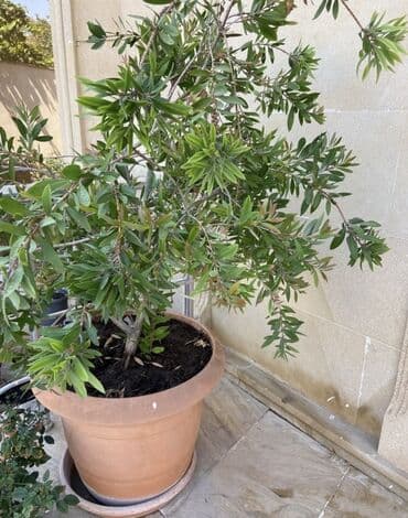 dibcekde gul sekilleri: Fırça Kolu bitkisi (Callistemon) geniş yaşıl yarpaqları və parlaq — 4