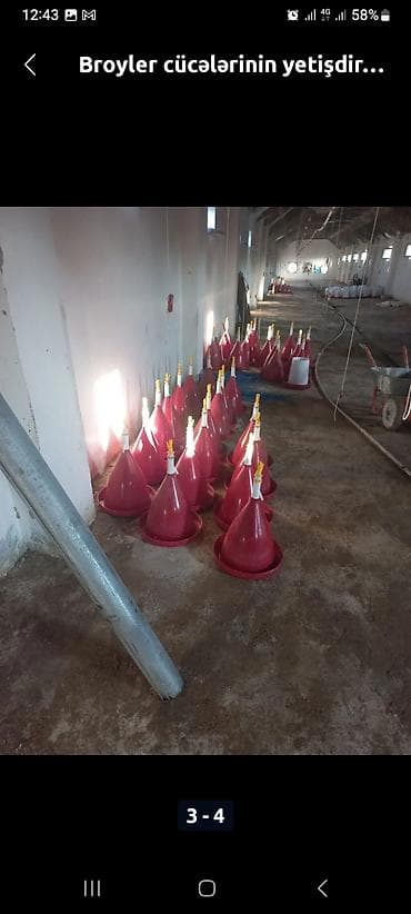 cucəsi: Cücə ferması üçün 40 ədəd su qabları. Cəmi bir partiya (25gün) — 1