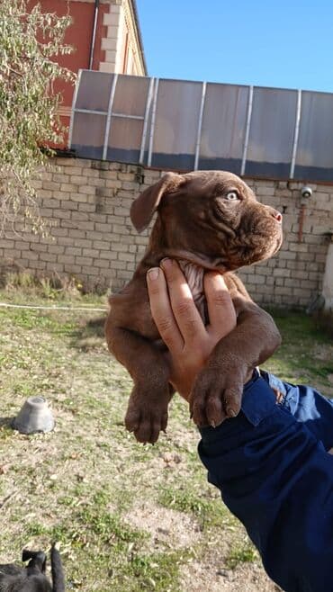 i̇t pudel: 2 ay, Erkek — 6