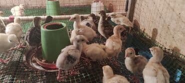 simental inek satilir: Bir həftəlik amerikan bronz və ağ kanada hinduşka balaları . anaları — 6