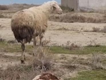 Tata: Qoyunlar – ət və damazlıq üçün - Növ: yerli qaragül/yerli cins — 2