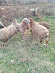 ucuz pitbul: QİYMƏT RAZILAŞMA YOLU İLƏ. Qoyun sürüsü – yerli ətlik/quyruqlu tip — 6